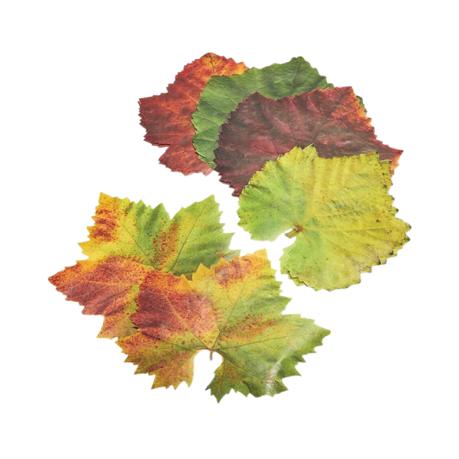 Harold Import Sisson Parchment Leaves - Grape - 20 Count 860000267403 Kitchen Tools & Utensils CDA Gourmet Grape Harold Import 1